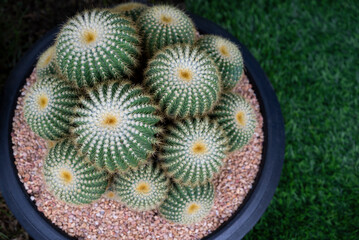 Close-up of Echinocactus (golden barrel), a green clumping succulent plant with a round-shaped, white wool on top, and yellow sharp spines. The ornamental plants for decorating in the garden. 