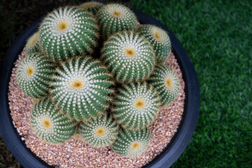 Fototapeta premium Close-up of Echinocactus (golden barrel), a green clumping succulent plant with a round-shaped, white wool on top, and yellow sharp spines. The ornamental plants for decorating in the garden. 