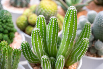 Fototapeta premium Cereus cactus (Cereus Lexagonus), clumping succulent plant with cylindrical-shaped, white wool on top, and small sharp spines in white potted. The ornamental plants for decorating in the garden.