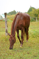 brown horse near the house. brown horse standing near fence on green meadow. rustic horse farm