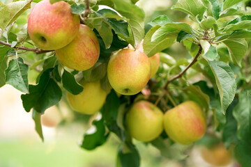 Apple tree branch with several fruits on a summer morning in the garden