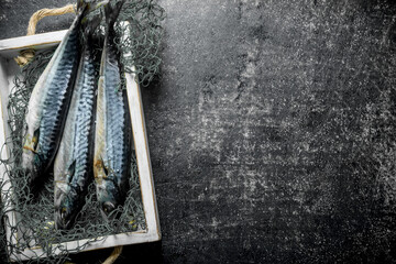 Raw mackerel with fishing net on tray.