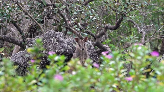 A Mareeba rock wallaby listening for predators. The Mareeba rock wallaby is a rare species of wallaby found in a small area throughout North Queensland, Australia.