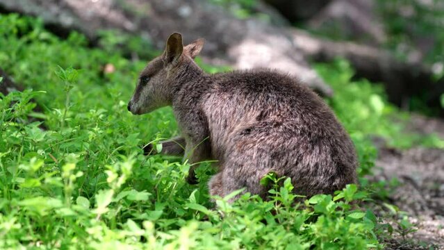 A Mareeba rock wallaby eating leaves. The Mareeba rock wallaby is a rare species of wallaby found in a small area through North Queensland, Australia.