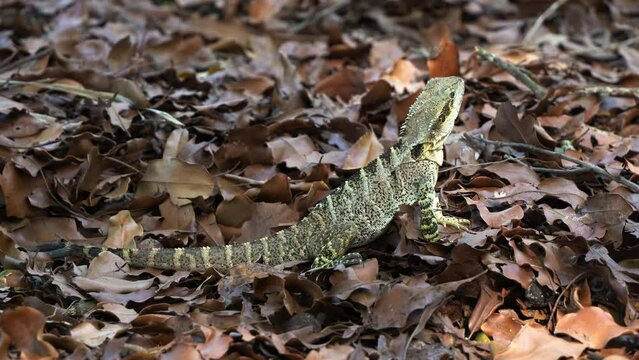 Close up shot of an Australian water dragon, intellagama lesueurii spotted on the deciduous forest ground in its natural habitat with a glimpse of sunlight peeking through the foliages.