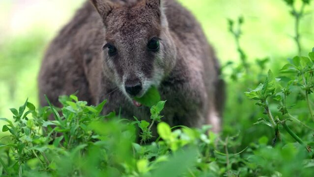 A Mareeba rock wallaby eating leaves. The Mareeba rock wallaby is a rare species of wallaby found in a small area through North Queensland, Australia.