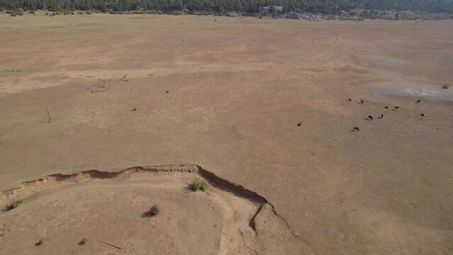 Epic aerial drone view of desert vast dry land with herd of cattle, mountain range farm reveal, Turkey, Ibradi, Antalya nature adventure