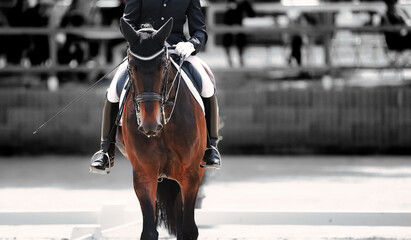 Horse dressage in walk with rider, photographed from the front closeup head body, color and black...