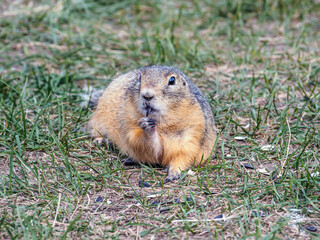 Naklejka na ściany i meble Gopher on the grassy lawn is looking at the camera. Close-up. Selective focus