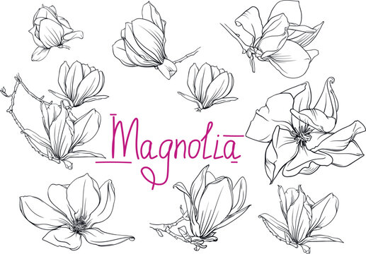 hand drawn monochrome magnolia flowers and branches. magnolia outline, black and white vector illustration of magnolia flowers and branches