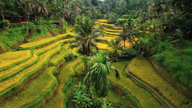 Tegalalang Rice Terrace Drone Flys Over Palm Trees in Ubud, Bali