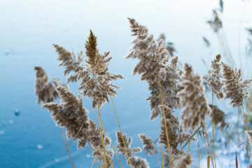 Nature landscape wtih reed bed