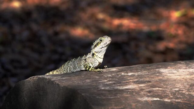 Wild Australian water dragon, intellagama lesueurii spotted basking on a log against blurry deciduous forest background in its natural habitat with a glimpse of sunlight peeking through the foliages.