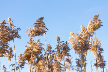 Nature landscape wtih reed bed