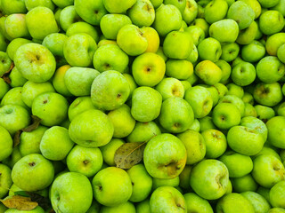 background. lots of green apples. the concept of fruit harvest for the farmer. healthy and delicious food and dessert.
