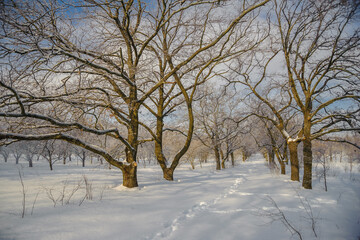 Snow-covered branches of winter trees on the background of the forest.