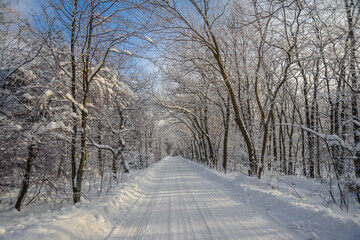 Snow-covered branches of winter trees on the background of the forest.