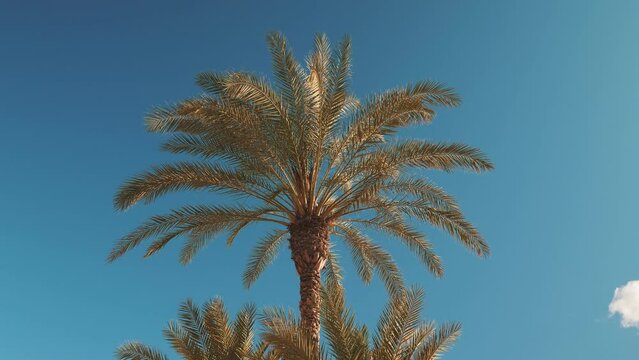Close up of green palm tree against blue sky background. Tropical landscape