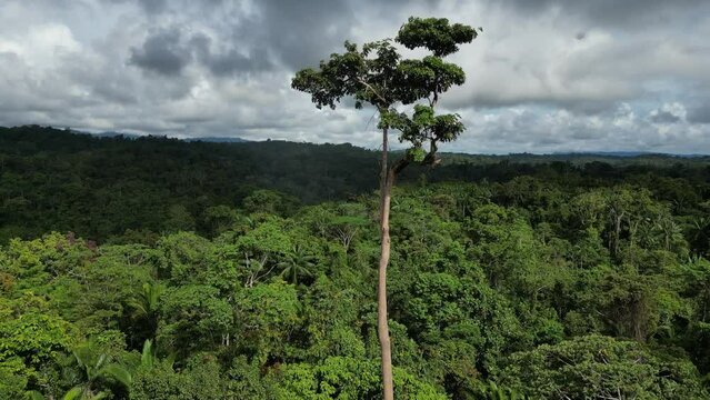 Tall rainforest tree towering high above the dense tropical forest below. A drone flyby past the tree.