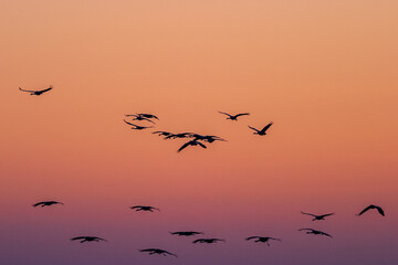 Fototapeta premium Flock of Cranes flying on a morning sky