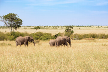 Fototapeta na wymiar Family group with Elephants walks on the savanna in Maasai Mara