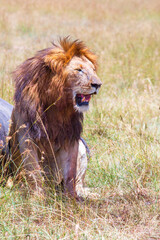 Male lion sitting in the grass on the savannah