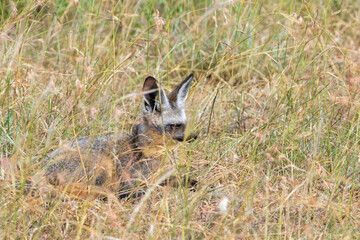 Cute Bat eared fox lying in the grass and resting