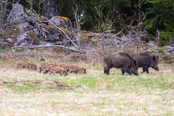 Wild boars with piglets by the forest edge at springtime