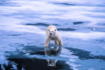 Polar bear on a ice floe in Arctic © Lars Johansson