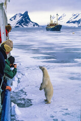 Polar bear looking at tourists in Svalbard
