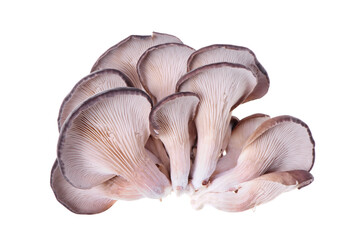 oyster mushroom on white background