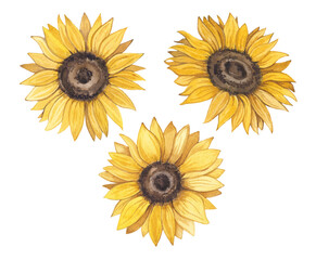 Set of watercolor yellow sunflower flowers on a white background. Hand drawn botanical illustration of summer flowers.