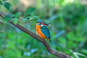 カワセミ(Kingfisher)