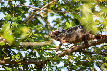 Obraz premium Malagasy giant chameleon or Oustalet's chameleon (Furcifer oustaleti), large species of endemic chameleon, Miandrivazo, Madagascar wildlife animal.