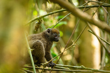 Eastern lesser bamboo lemur, (Hapalemur griseus), Endangered endemic animal on bamboo and feeding in rain forest, Ranomafana, Madagascar wildlife animal.