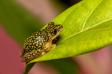 Starry Night Reed Frog, (Heterixalus alboguttatus) species of endemic frogs in the family Hyperoliidae endemic to Madagascar. Ranomafana, Madagascar wildlife animal.