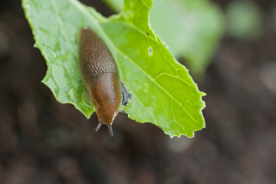 Brown slug on green leaf, Halifax, Nova&nbsp;Scotia, Canada