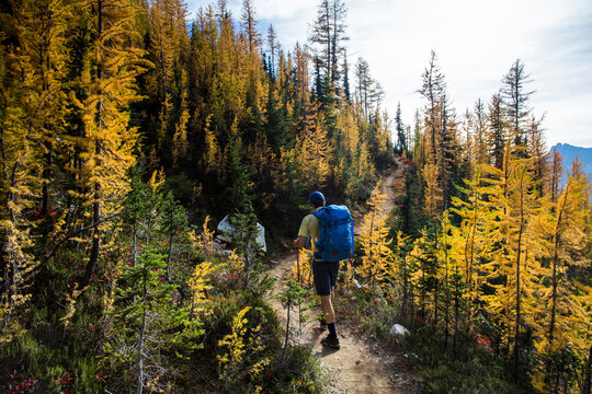 A young man hikes through the colorful larch trees in the Pasayten Wilderness on the Pacific Crest Trail (PCT) in Washington.