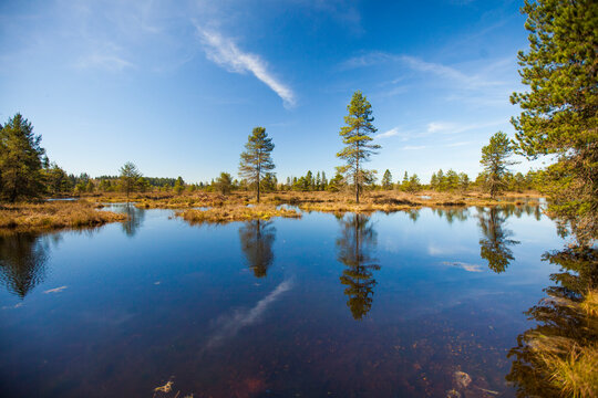 Pine trees growing in bog ecosystem, Fort Langley, British Columbia, Canada