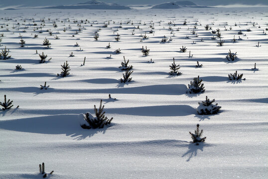 Spruce seedling tops poke through snow at tree nursery in British Columbia, Canada.