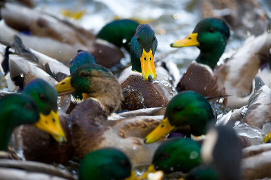 A flock of male Mallard Ducks chaotically thrash around while swimming in a pond.