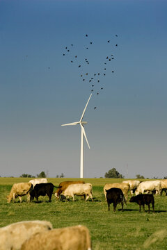 Cows grazing near electricity generating wind turbines, Shelburne, Ontario