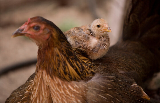 A baby chicken sits on its mother's wing at a cock fight in Mexico City