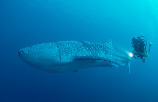 Whale shark and scuba diver, Rhincodon typus, Maldives Island, Indian Ocean, Ari Atol, Maayafushi