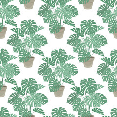 seamless pattern of decorative houseplants isolated on white background, monstera growing in pot. beautiful natural home decorations on white background. Vector illustration