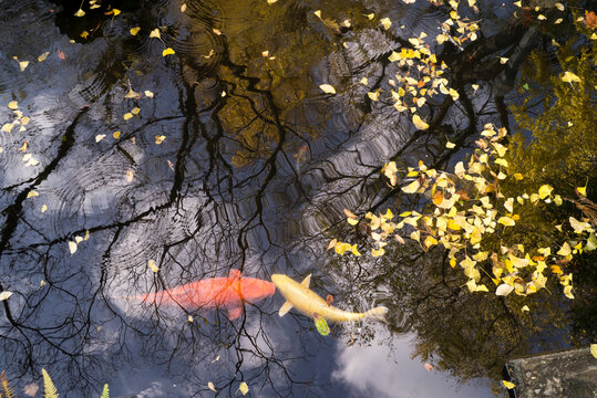 A yellow and orange coi fish swim in pond while fall leaves and reflections dance on the surface.