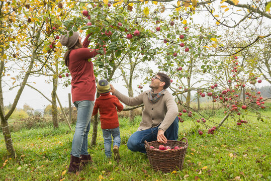 Family picking apples in an apple orchard, Bavaria, Germany