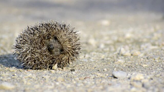 Little hedgehog unrolling sleeping. Close-up view of a hedgehog ball defending himself. Animal themes. Portrait of cute hedgehogs