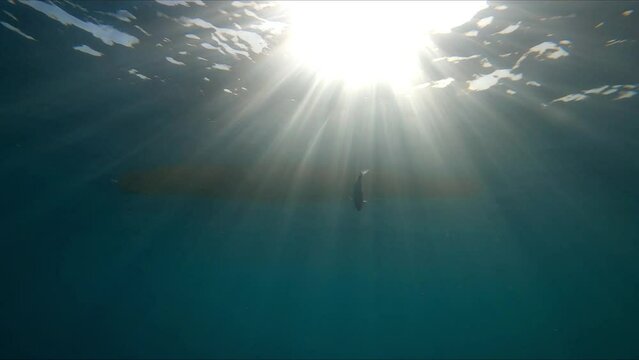Kayak fishing, trolling fishing. Underwater view of a oblade fish hooked to a lure being pulled out of water by a fisherman standing on a kayak off the coast of Mil Palmeras Beach.