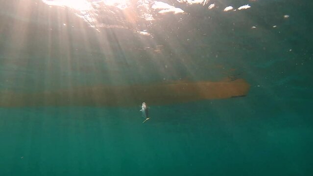 Kayak fishing, trolling fishing. Underwater view of a oblade fish hooked to a lure being pulled out of water by a fisherman standing on a kayak off the coast of Mil Palmeras Beach.